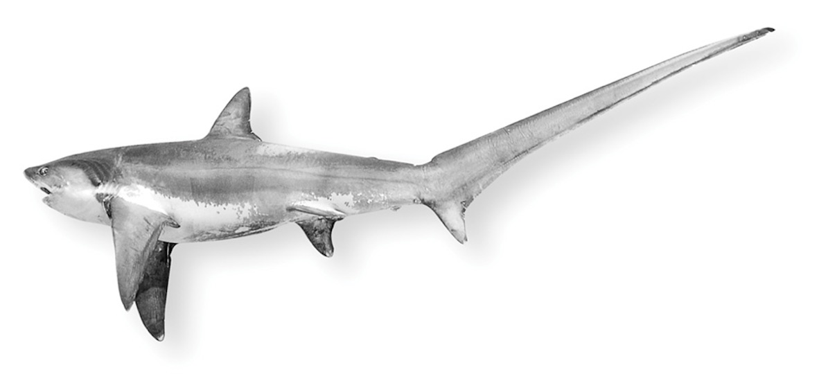 model of a thresher shark