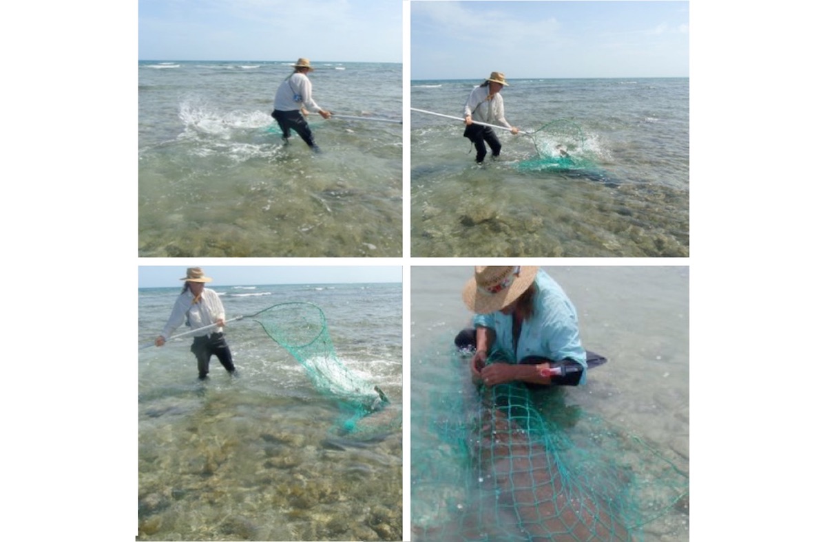 Four images of a man holding a net in shallow water