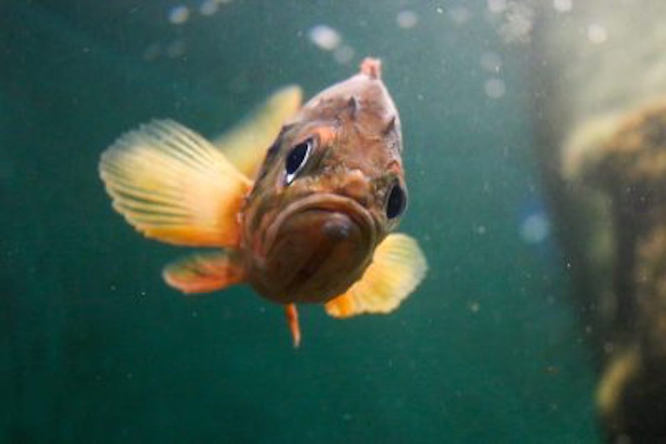 acadian redfish