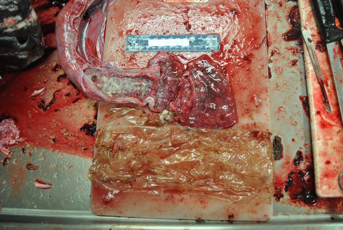 intestines on a table next to a piece of plastic