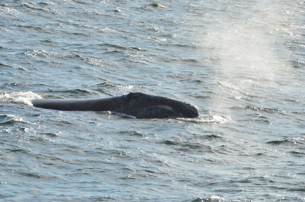 right whale surfacing