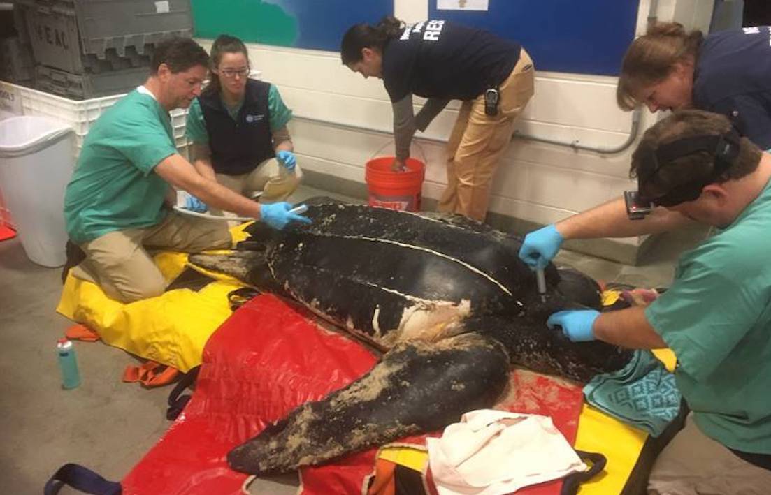 leatherback sea turtle in an exam room surrounded by five people