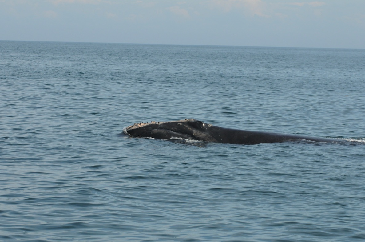 right whale in open water