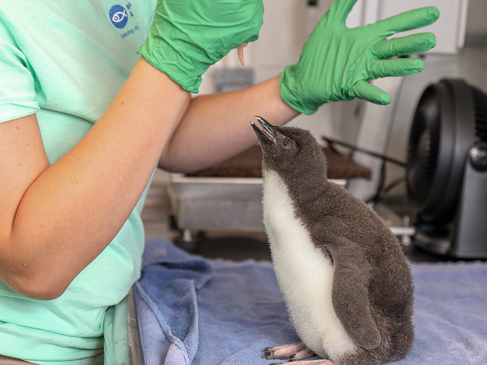 Rockhopper penguin chick at a feeding in July.