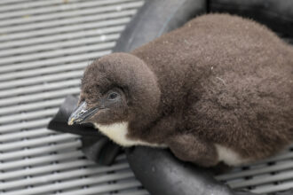 Rockhopper penguin chick sits behind the scenes to receive care at the New England Aquarium.