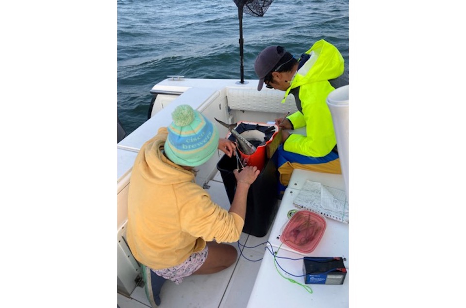 Two people tagging a false albacore on a boat. The fish is in a bucket, and the two people are both wearing jackets and hats.