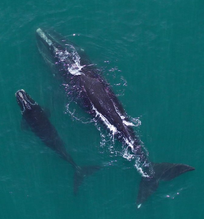 female right whales swims alongside a right whale calf
