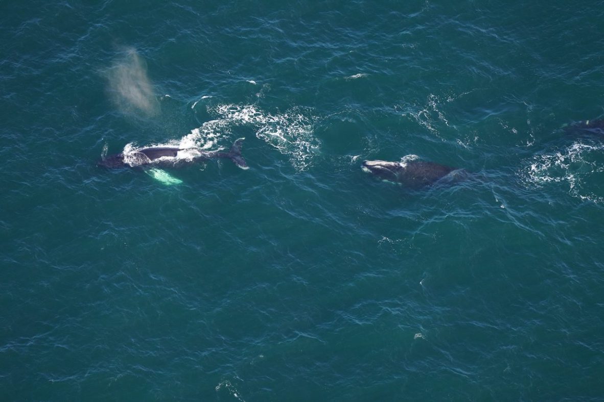 Right whale Catalog #3832 and a humpback whale spotted in close proximity in Nantucket Shoals.