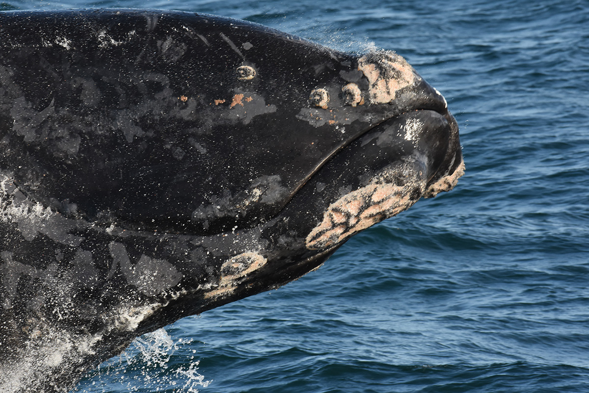 close up of head of a right whale