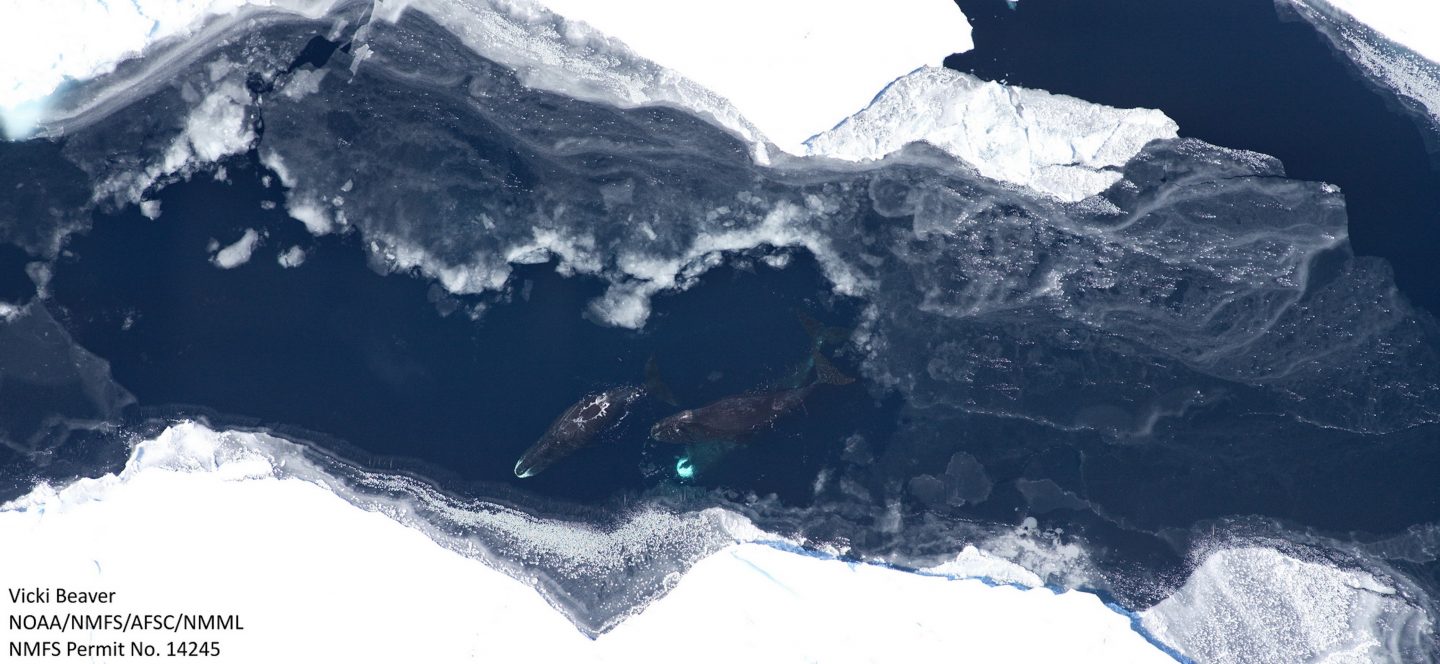 Bowhead whale (Balaena mysticetus) in the western Beaufort Sea during an aerial survey in 2011.