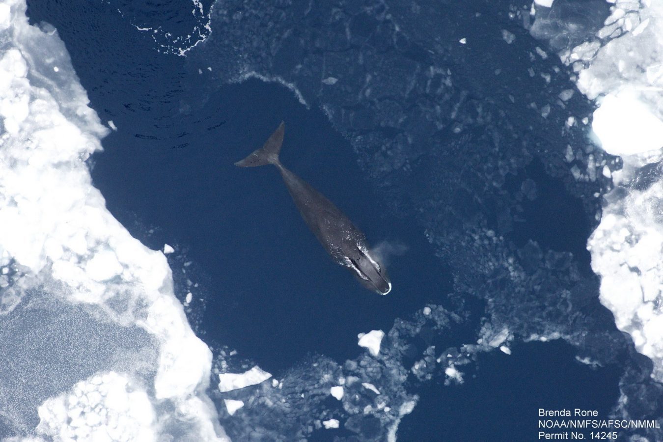 Bowhead whale (Balaena mysticetus) in the western Beaufort Sea during an aerial survey in 2011.