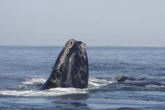 As Population Estimates Indicate Slowing Decline, Scientists Highlight Ongoing Threats to Right Whales