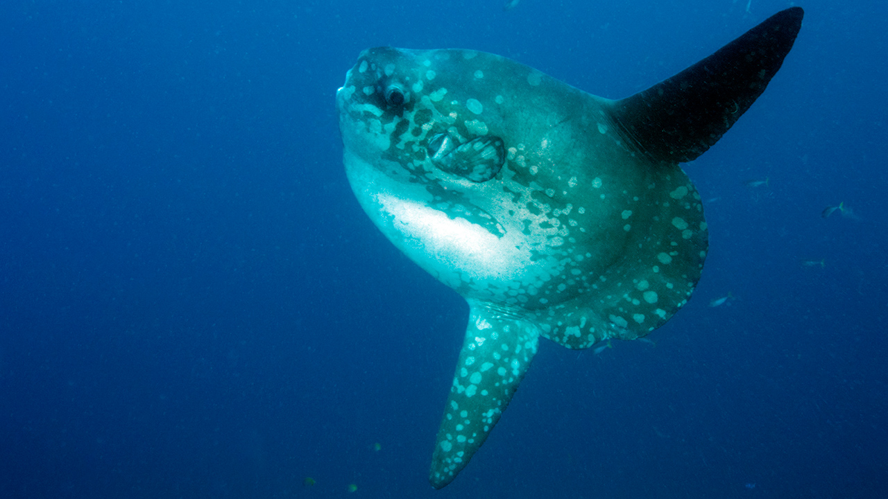 Sunfish vs. Shark: The case of mola identity theft - New England