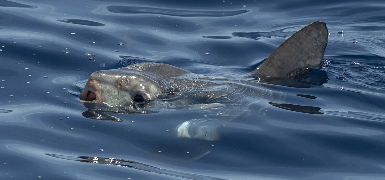 Giant Mola Keep Surprising Beachgoers - The Atlantic