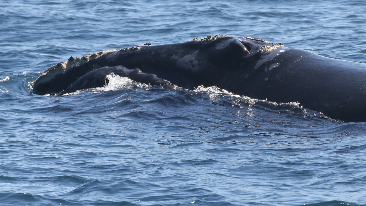 Pico (Catalog #3270) and her third calf were seen off the coast of Virginia on June 1, 2024