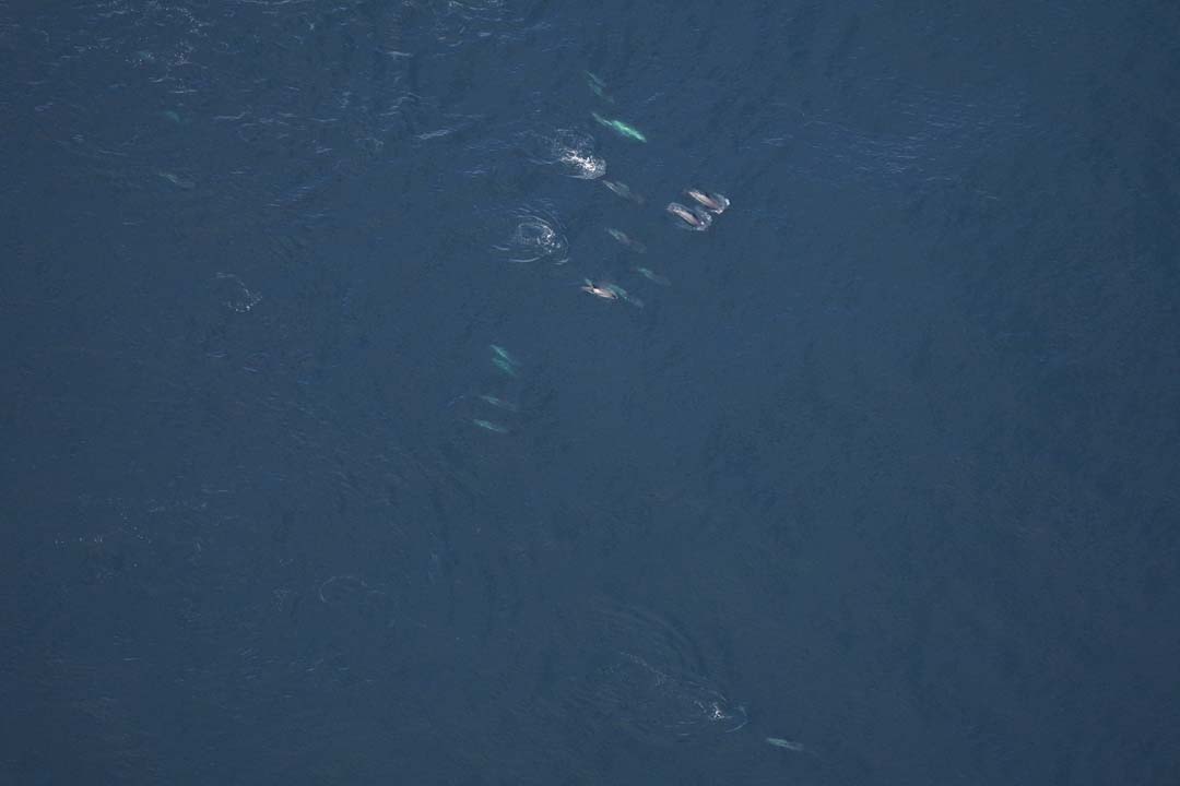 A pod of Atlantic white-sided dolphins