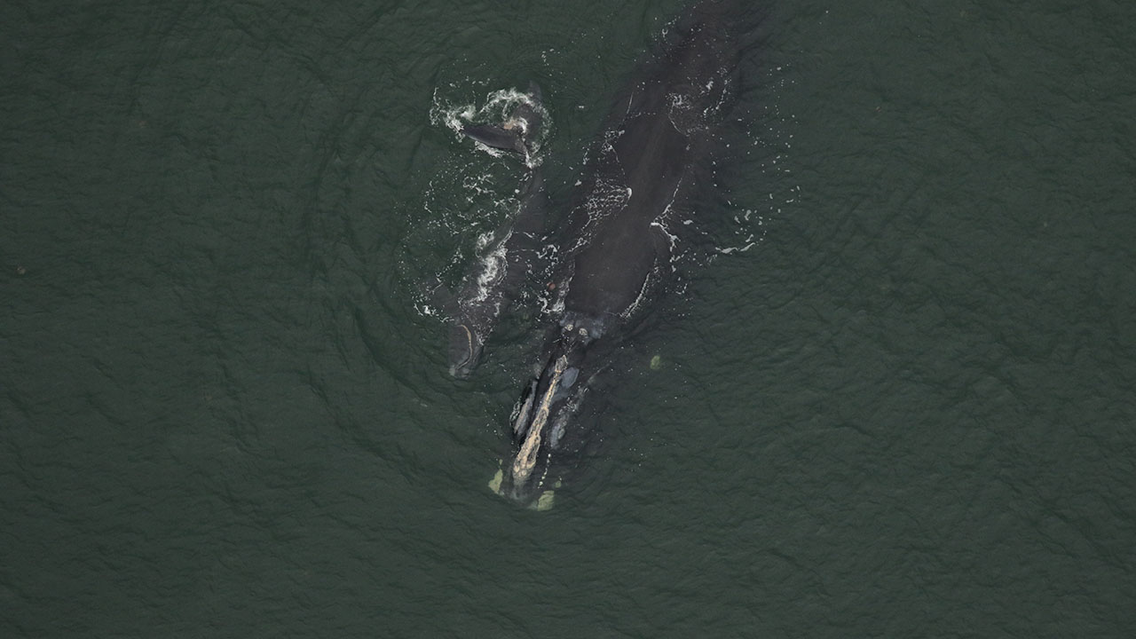 Right whale 
