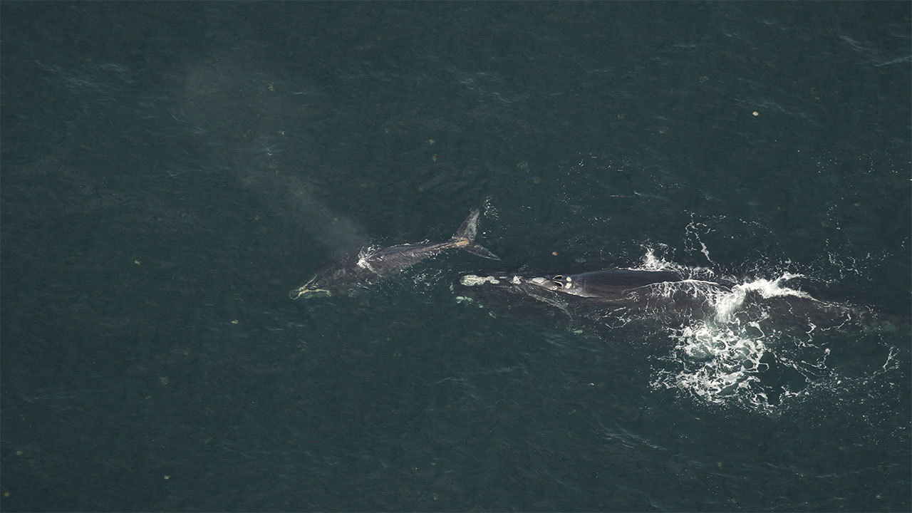 Right whale Catalog #3820 and calf were sighted approximately 19nm off Nassau Sound in Florida on January 24, 2024