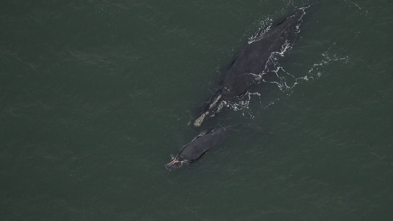 Right whale Catalog #1950 and calf sighted January 11, 2024 approximately 10.4nm off St. Simons Sound, GA