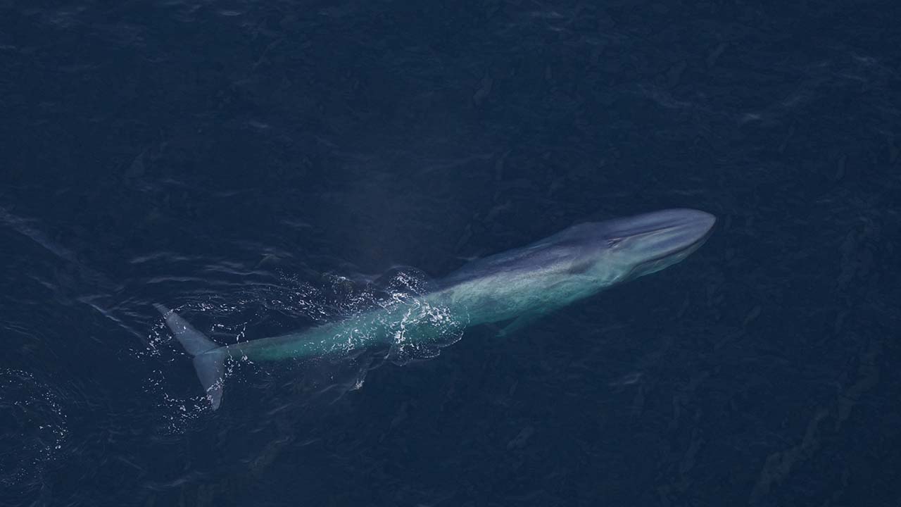 A blue whale at the surface