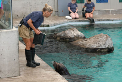 A trainer and sea lion at the Aquarium