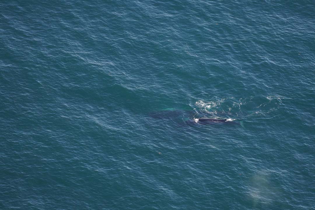 An adult fin whale with a calf