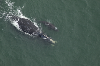 Right whale Juno and calf swimming together