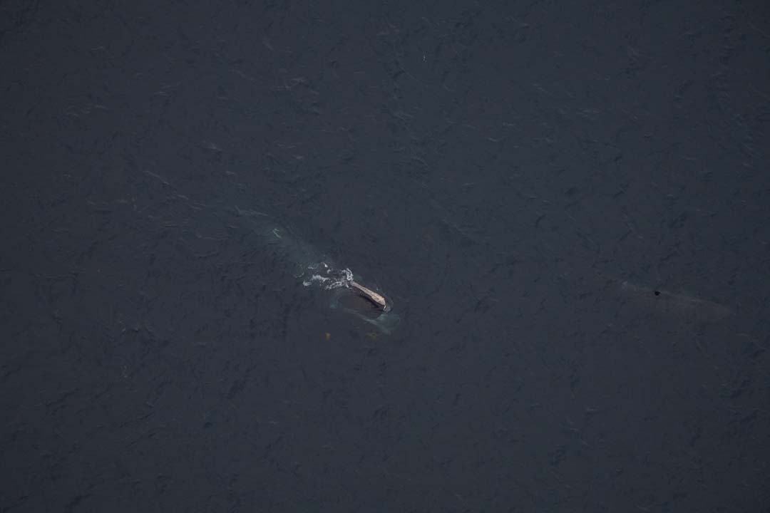 Right whale Mohawk (Catalog #1320) feeding beside a basking shark in the Gulf of Maine