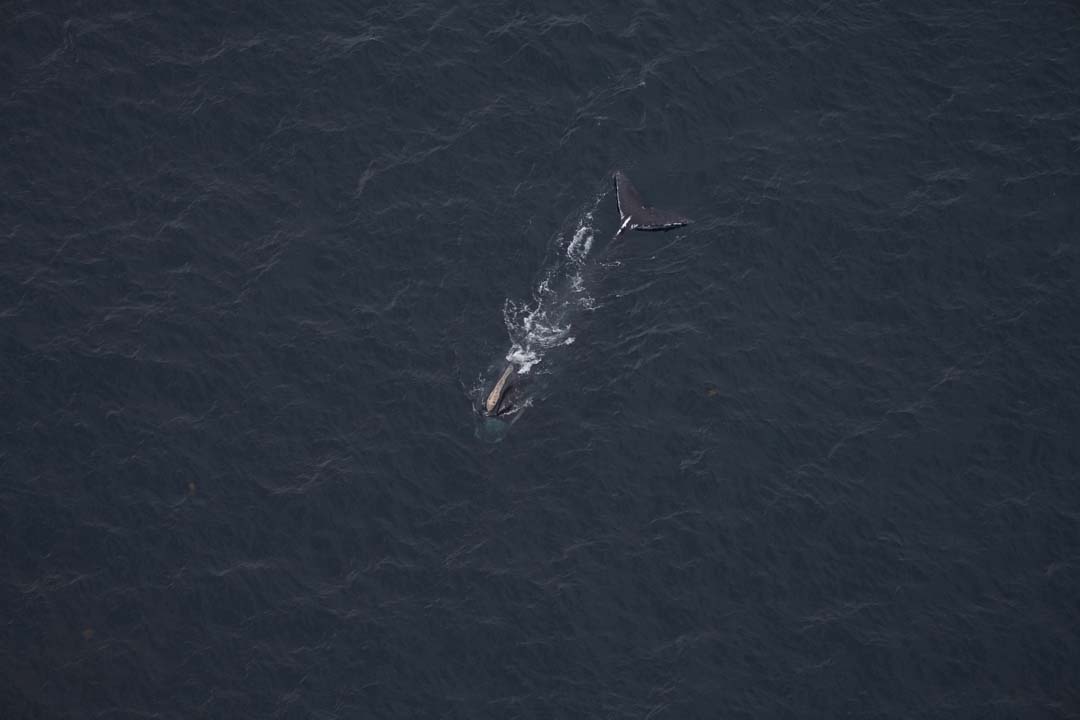 Right whale Mohawk seen in the Gulf of Maine