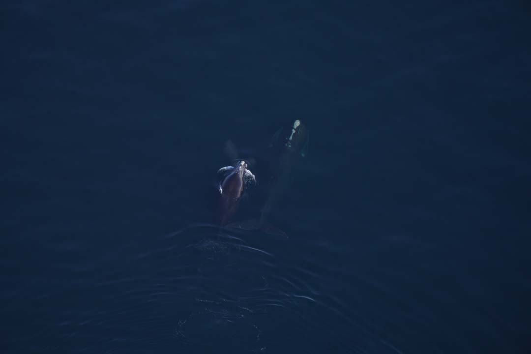 A right whale and calf