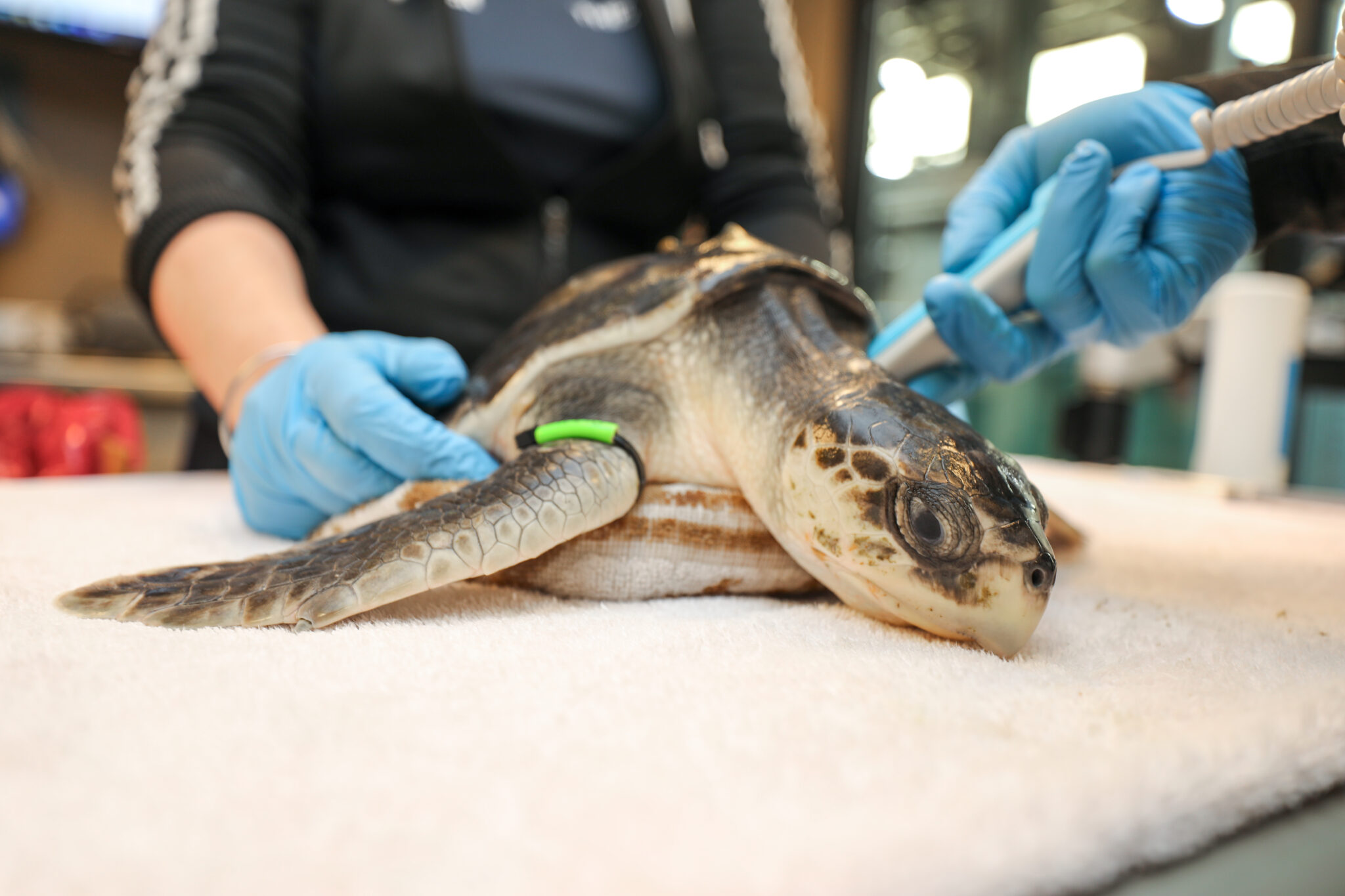 New England Aquarium Treats More Than 200 Sea Turtles Amid Annual ...