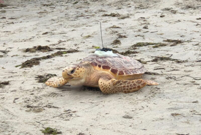 A loggerhead with both an acoustic tag and satellite tag is released back into the ocean in 2021.
