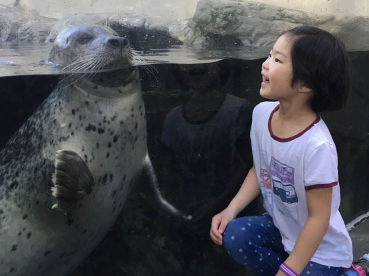 A visitor at the Harbor Seal Exhibit at the New England Aquarium