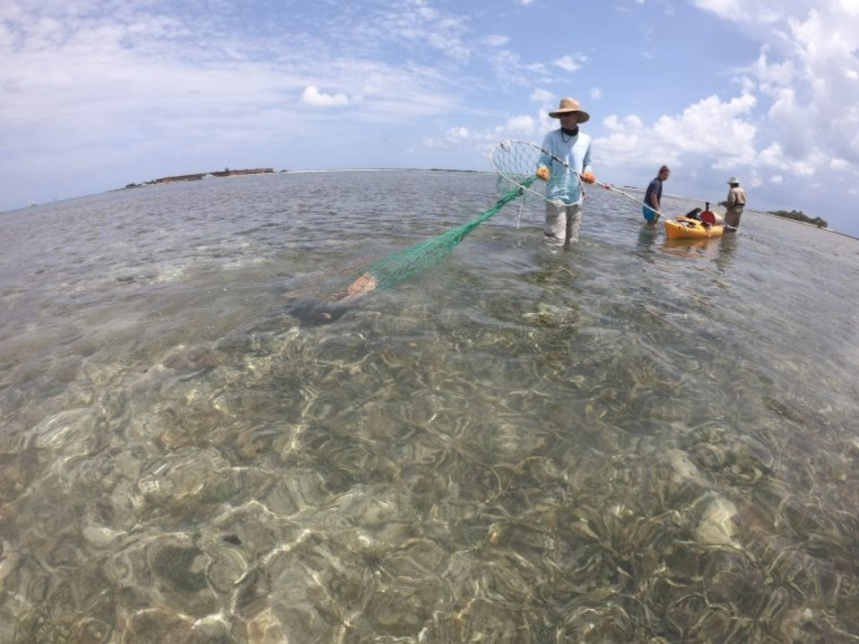 Dr. Nick Whitney holds tightly to a net containing a nurse shark.