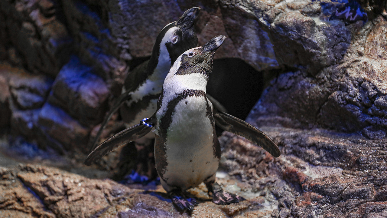 Peeko in the African Penguin exhibit