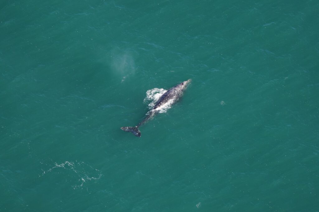 Gray whale, extinct in the Atlantic, seen in southern New England