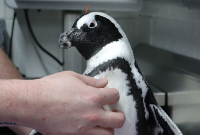 For Peeko the African Penguin, Acupuncture is Routine Care