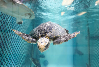 A Kemp's Ridley sea turtle known as Moonflower is being treated at the Aquarium's Sea Turtle Hospital in Quincy, MA