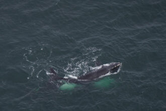 North Atlantic right whale known as Catalog #5193 is spotted swimming in the Atlantic.