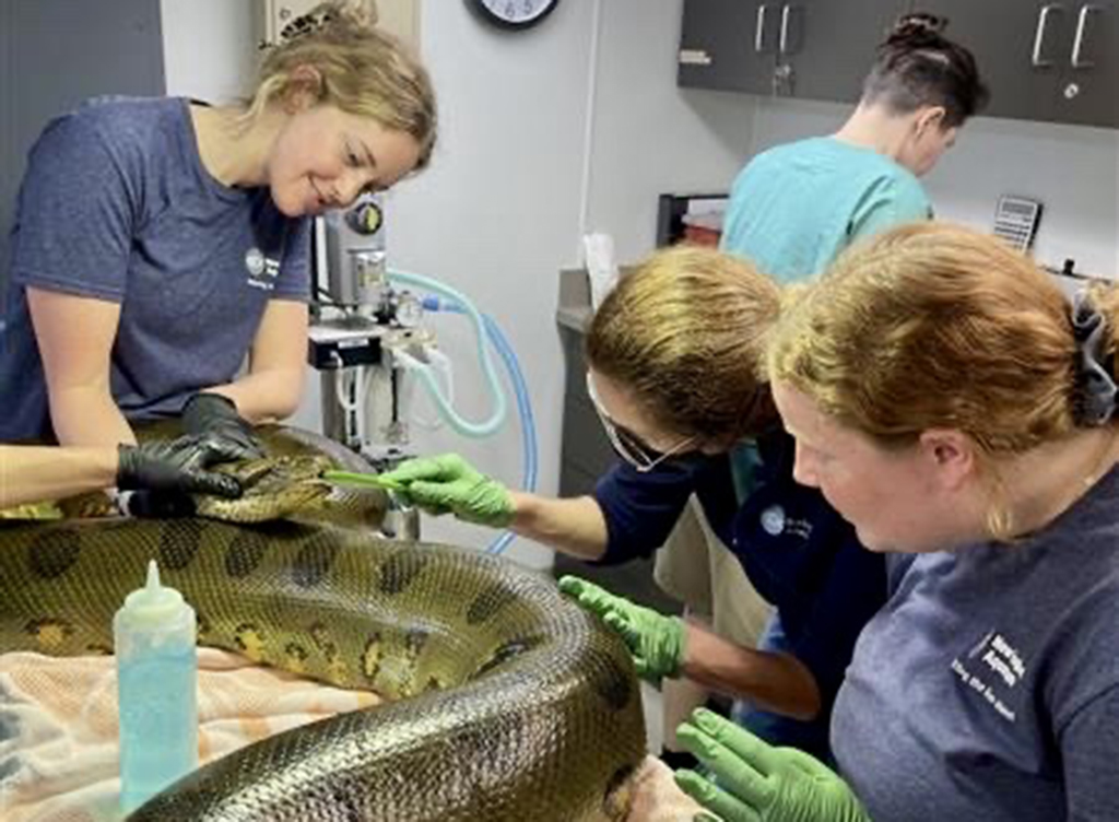 Summer (far left) at an exam for one of our green anacondas