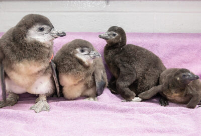 Four African penguins chicks hatched at the New England Aquarium in spring 2024