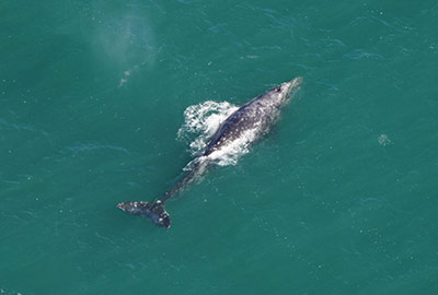 A gray whale spotted in the Atlantic Ocean