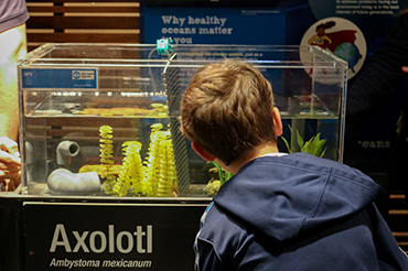 A visitor viewing the axolotls