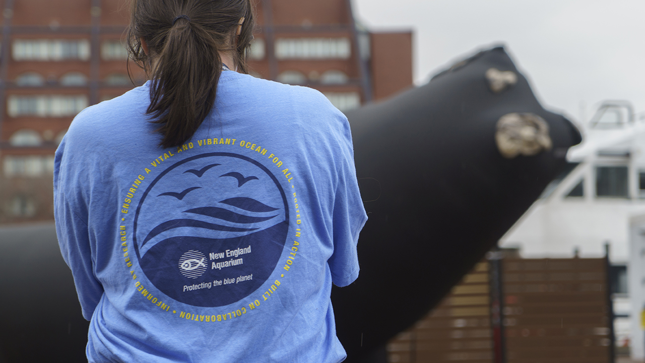 On Central Wharf, Aquarium staff engaged visitors on the importance of protecting right whales