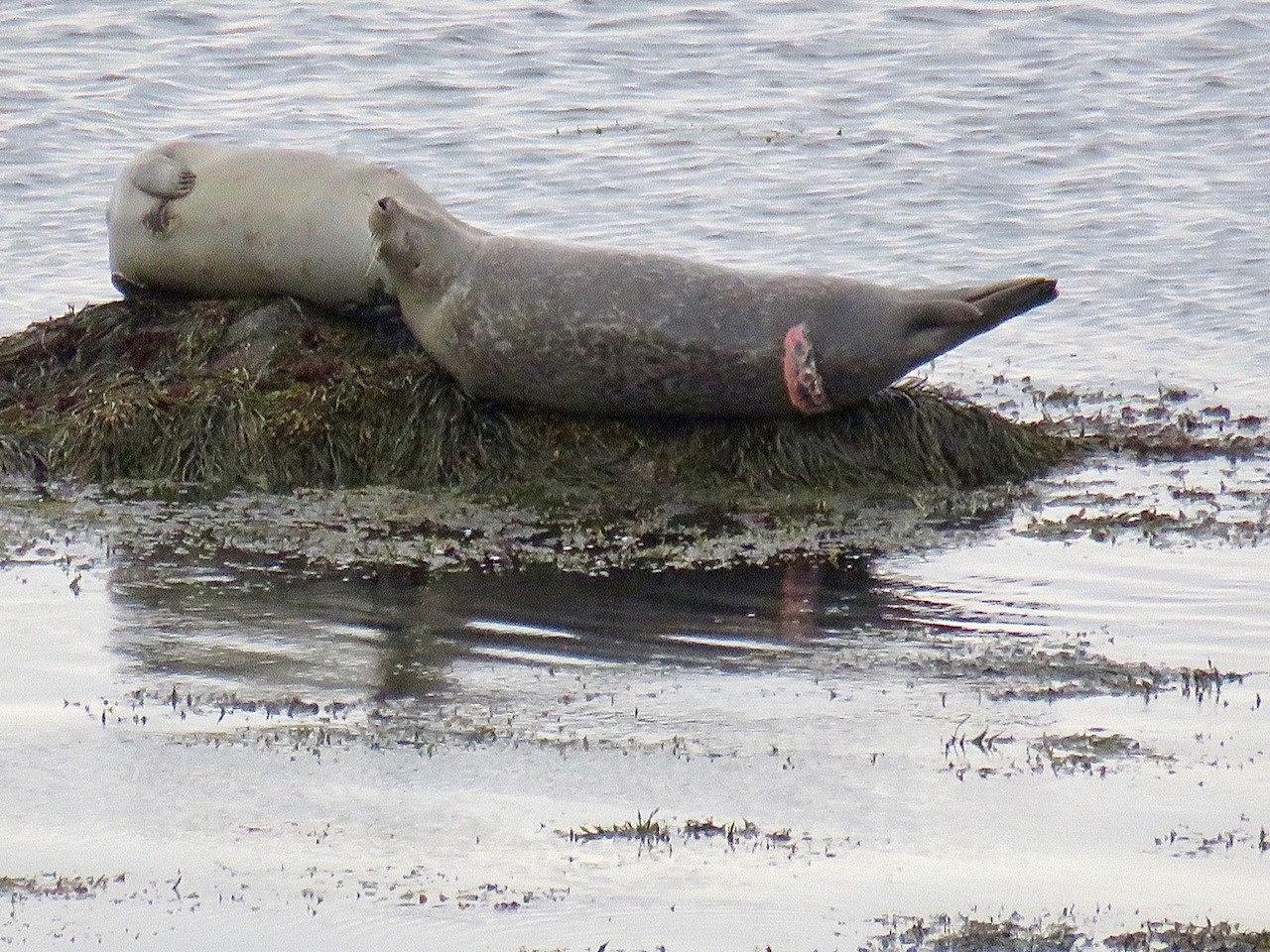 A seal seen off Plymouth, MA, in late April with a fresh white shark bite. 