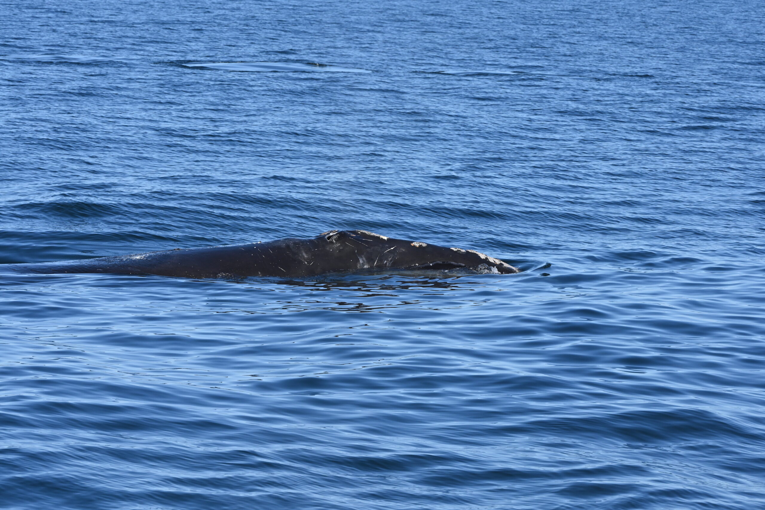 North Atlantic right whale "Shelagh"