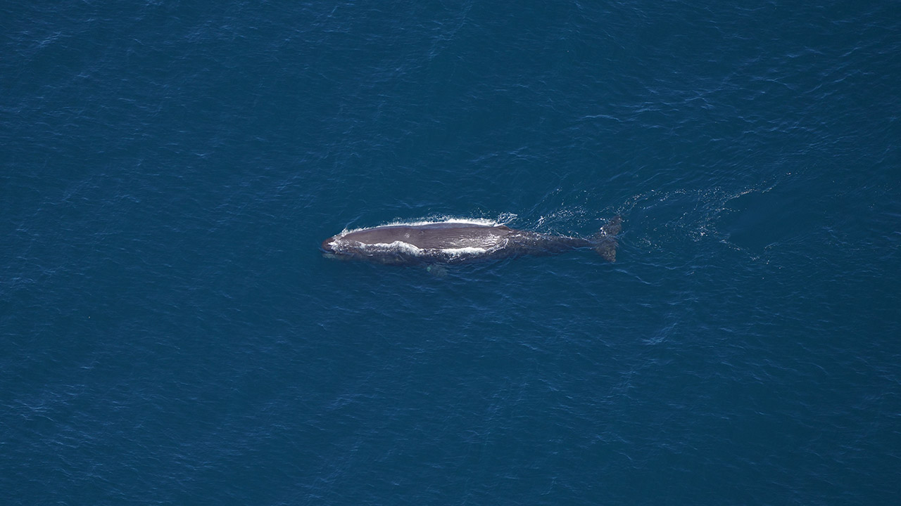 Sperm whale photographed by our Anderson Cabot Center for Ocean Life aerial survey team on June 11, 2024.