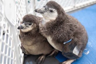 How We Prepare Our African Penguin Chicks for Exhibit