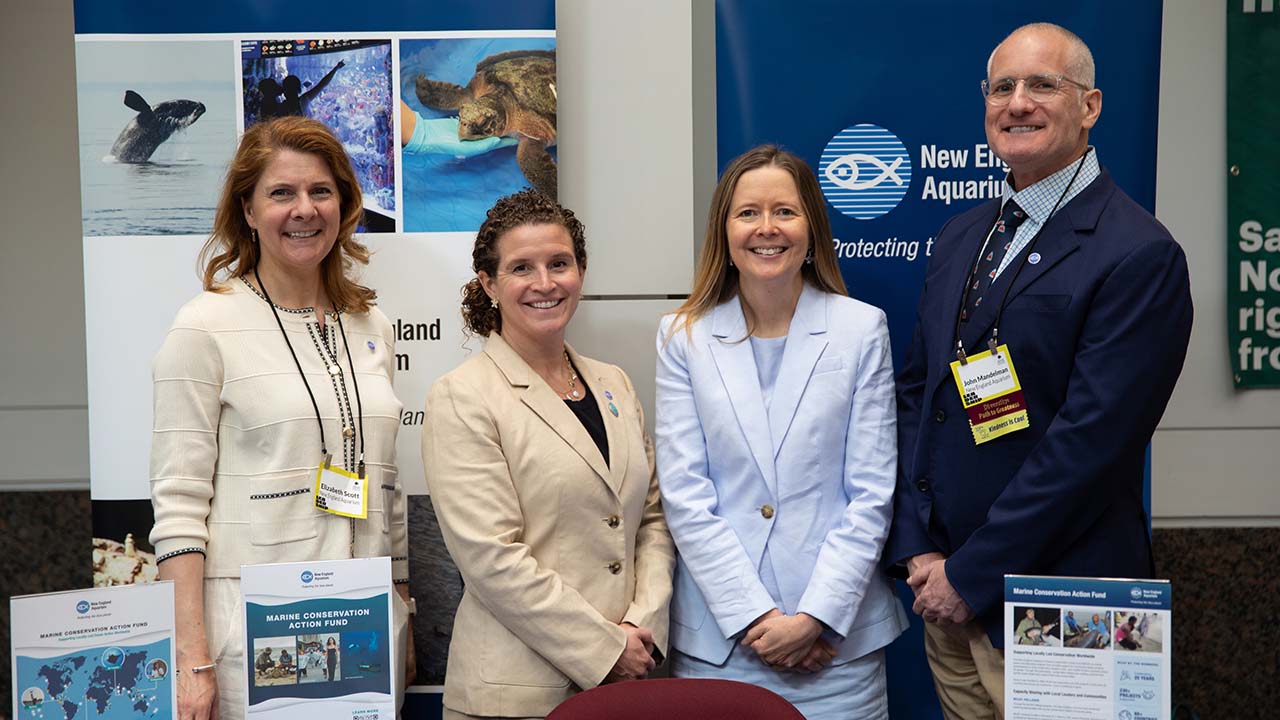 Aquarium and Anderson Cabot Center for Ocean Life team members Liz Scott, Sarah Reiter, Elizabeth Stephenson, and Dr. John Mandelman at CHOW