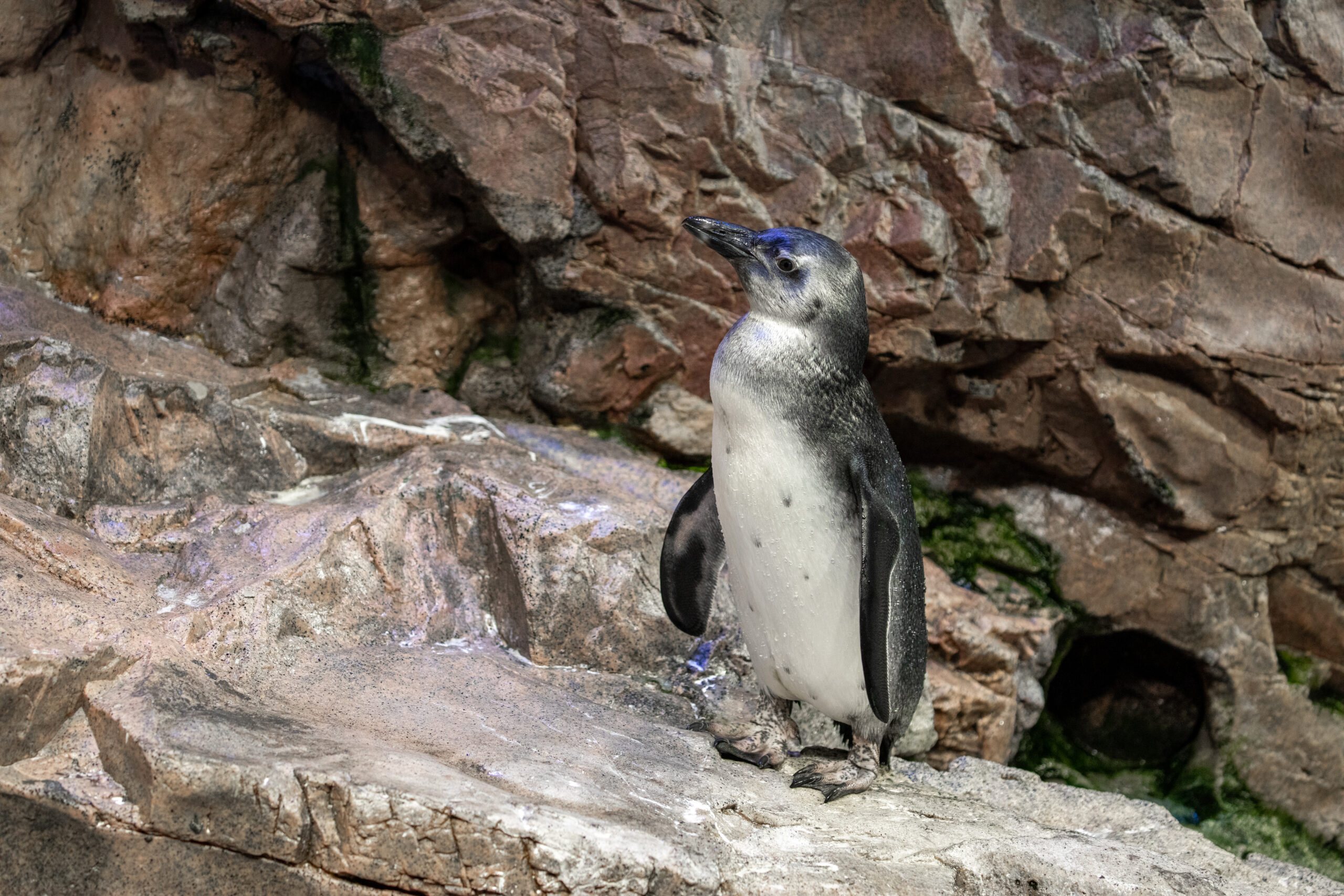 African penguin chick “Althea” joining the colony on exhibit.